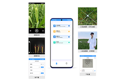 河源市小麦亩穗数分析仪IN-XM02