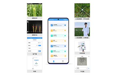 河源市小麦表型测量仪IN-XM05